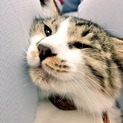 半長毛でフワフワ尻尾の男の子です♪♪