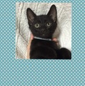 黒色兄弟の里親募集をしています