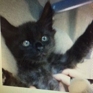 保健所に２か月の子猫がいます！