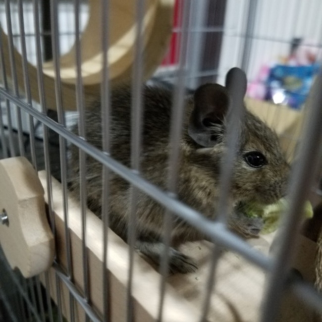 Waka1234のカバー写真