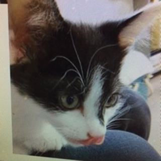 ２か月の子猫がいます！！！