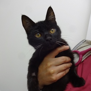 お腹に砂が詰まっていた子猫