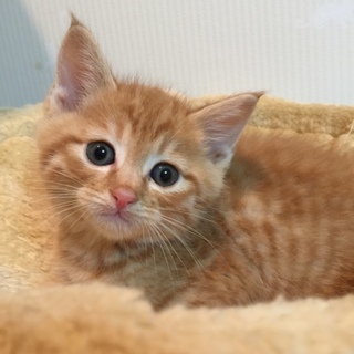 人間大好き甘えん坊のまめ吉君！