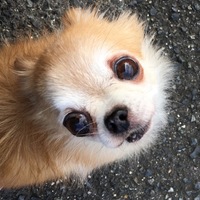 リン