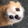 リン