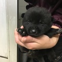子犬黒、オス