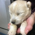 子犬、白、オス