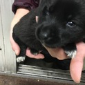 子犬、黒、胸毛足先白、メス