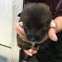 子犬茶色、メス