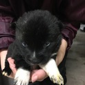 子犬黒、胸毛足先白、オス