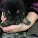 子犬黒、麻呂眉、オス