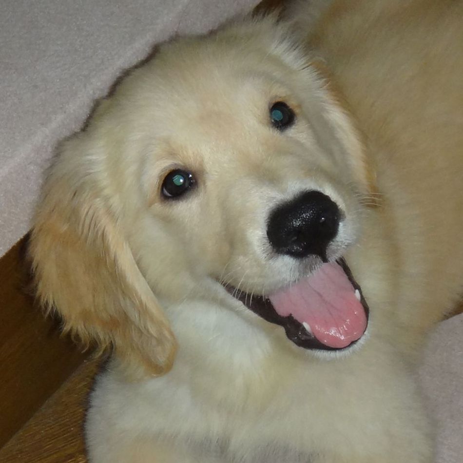 アスターのカバー写真