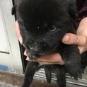 子犬黒、オス