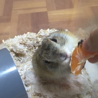 リチャードソンジリス