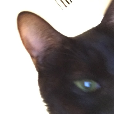 猫の自撮り
