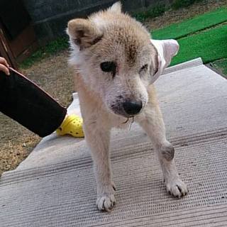 H28.12.23ミミちゃんは虹の橋を渡りました。