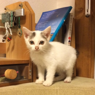 生後２ヶ月　白ぶち　しーちゃん　女の子