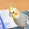 チーク☆オカメインコ