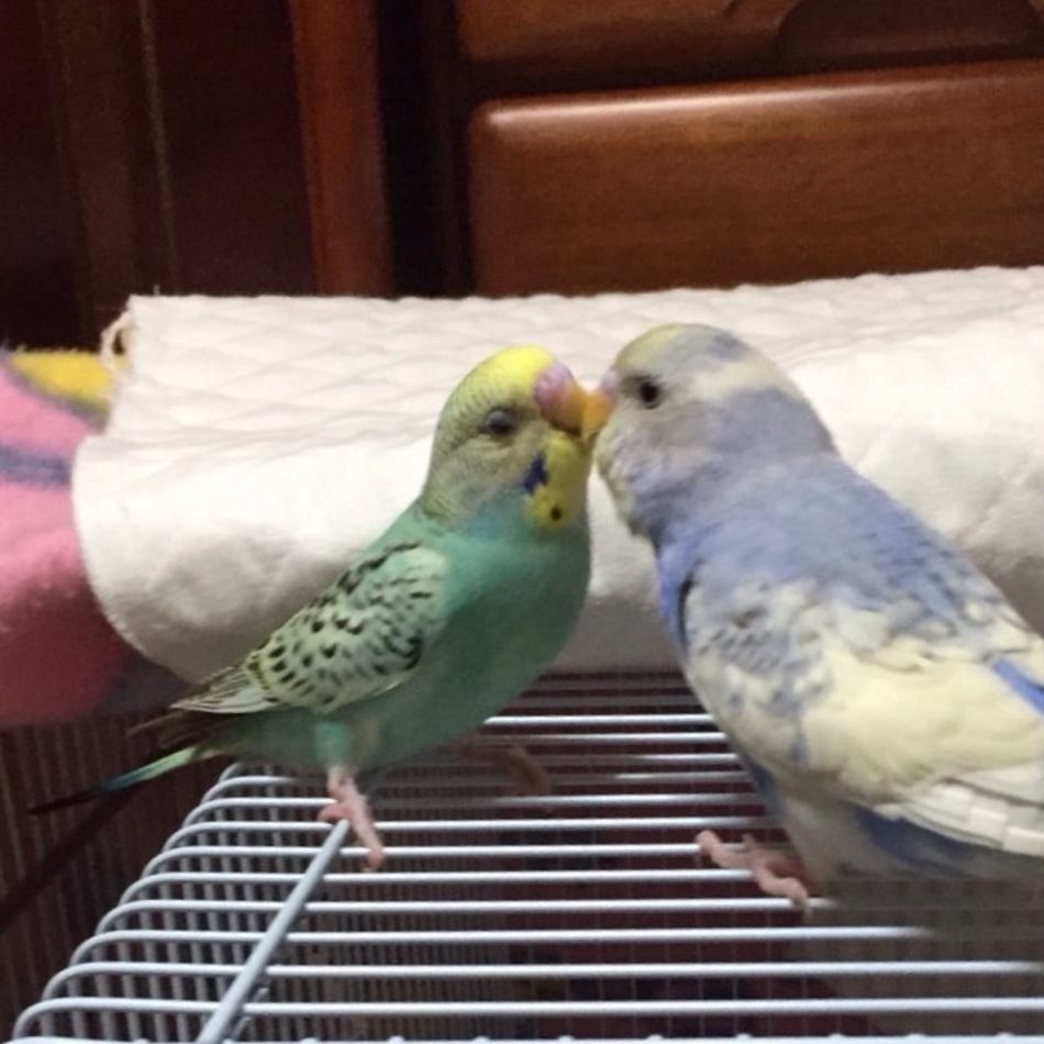 ラムネのカバー写真