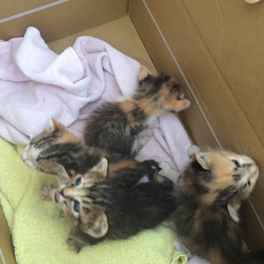 捨て猫の乳飲み子です