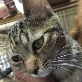 とっても小柄で可愛い「うりちゃん」です