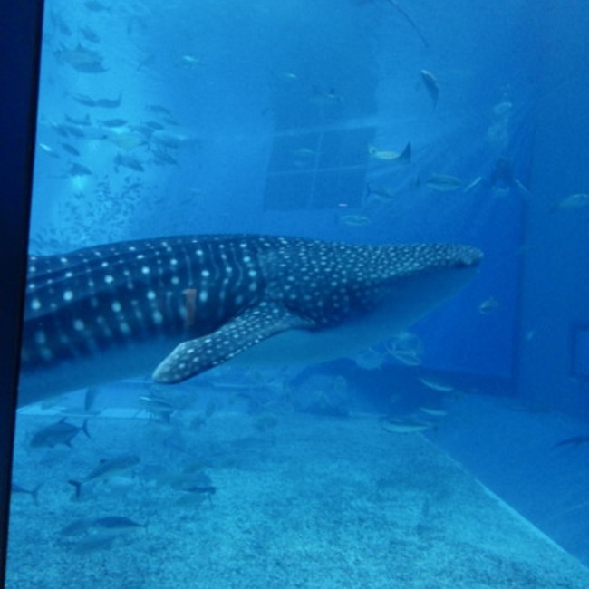 hadukiyoのカバー写真