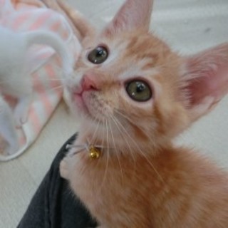 2ヶ月くらい☆男の子「ダスキー君」