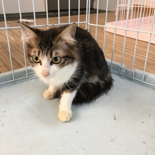 とっても可愛い三毛猫ちゃん