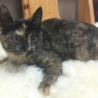4か月の雌の子猫の里親さん募集してます！