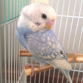 セキセイインコ 生後半年 ♂