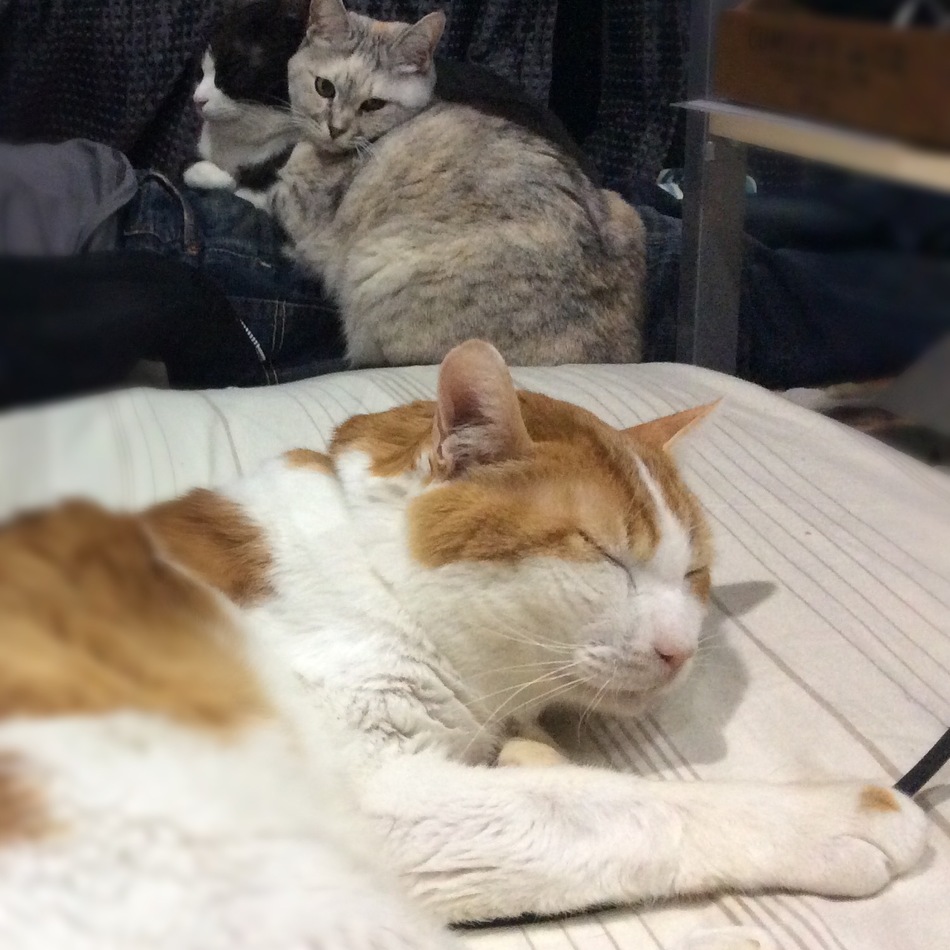 ちゃちゃ丸のカバー写真