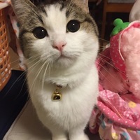 あんず