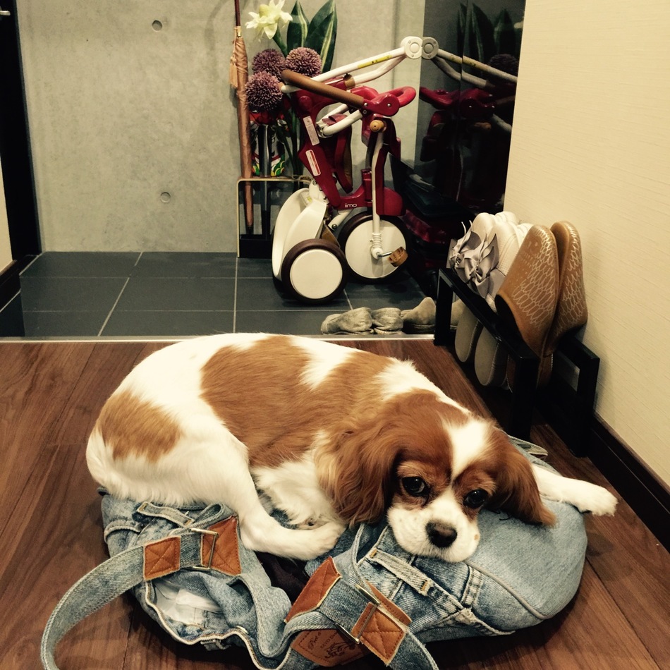 鬼塚ピノのカバー写真