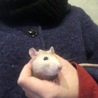 ラットの赤ちゃん♡終生可愛がってくださる方 サムネイル2