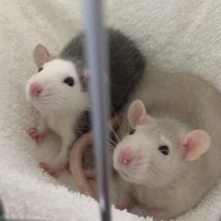 ラットの赤ちゃん♡終生可愛がってくださる方