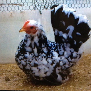 応募ありがとうございました。