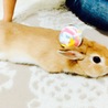 まったり中頭の上にボールちょこん