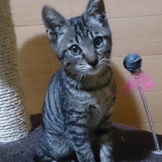 ありがとうございます。カボス君ワクチン済み