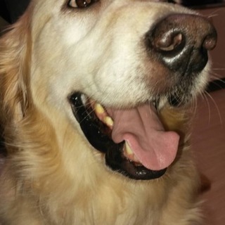 ４歳くらいのゴールデンレトリバーのゴロー君