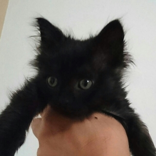 1か月半くらい黒 子猫②プルーン
