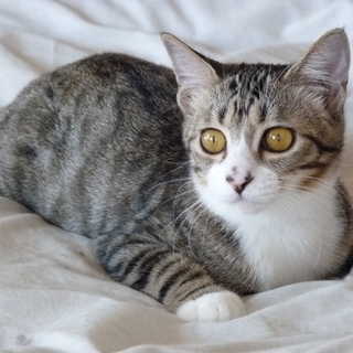 [トライアル決定]目が大きな美猫お転婆にゃん