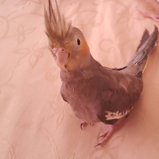 ありがとうございました。お礼を申し上げます。