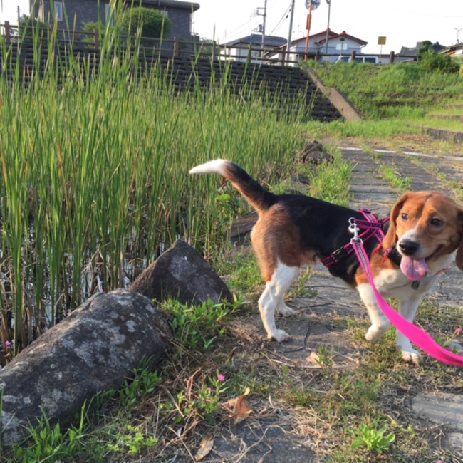 メルキャンゴンのカバー写真