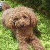 トイプードル 2歳5ヶ月   サムネイル6
