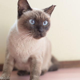 元気で懐こい　シャムｍｉｘの　みいこちゃん