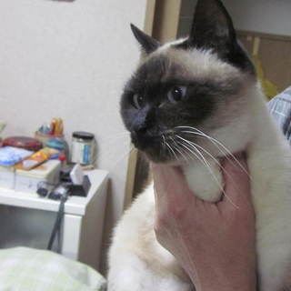 とってもシャイなシャムちゃんです。