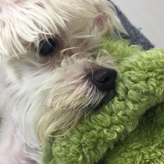 【ファイくん】里親様募集中です