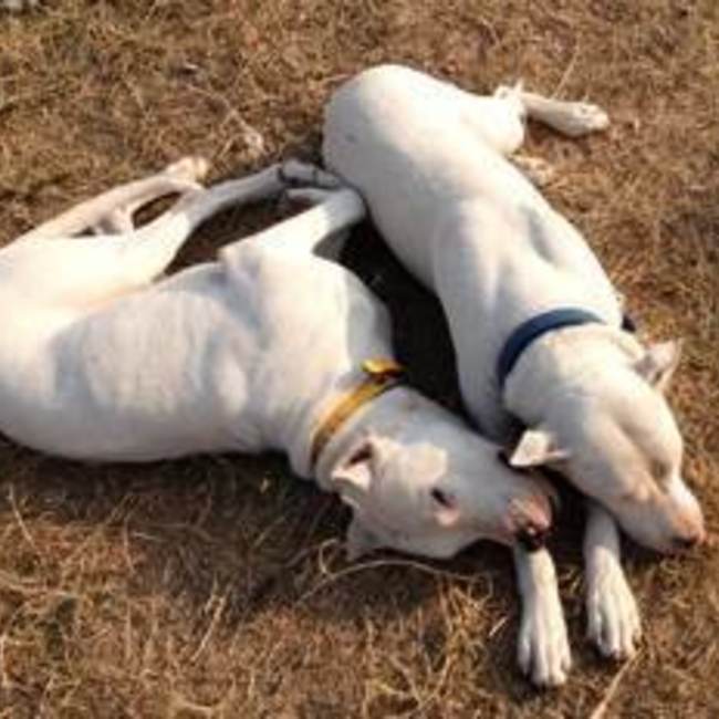 ひーのすけのカバー写真