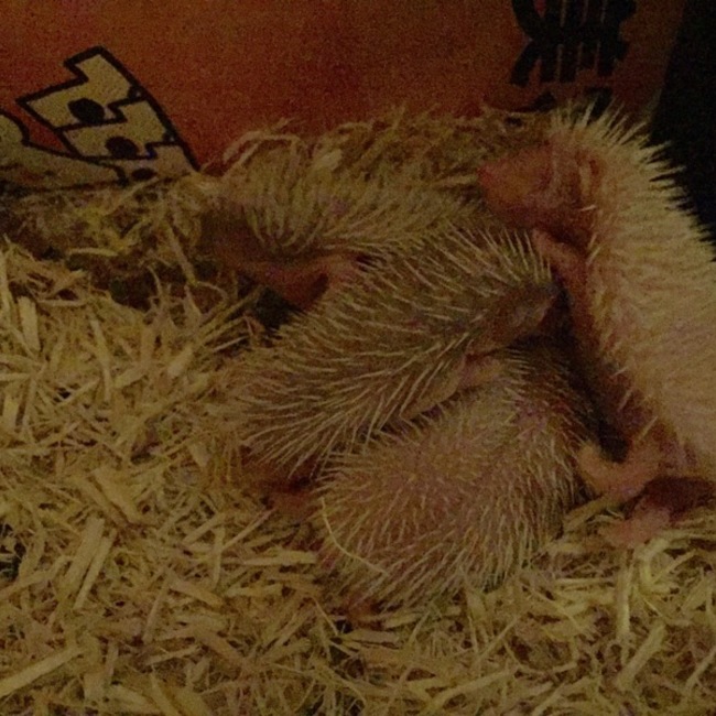 みつAのカバー写真