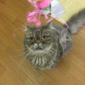 甘えん坊なペルシャ７歳です